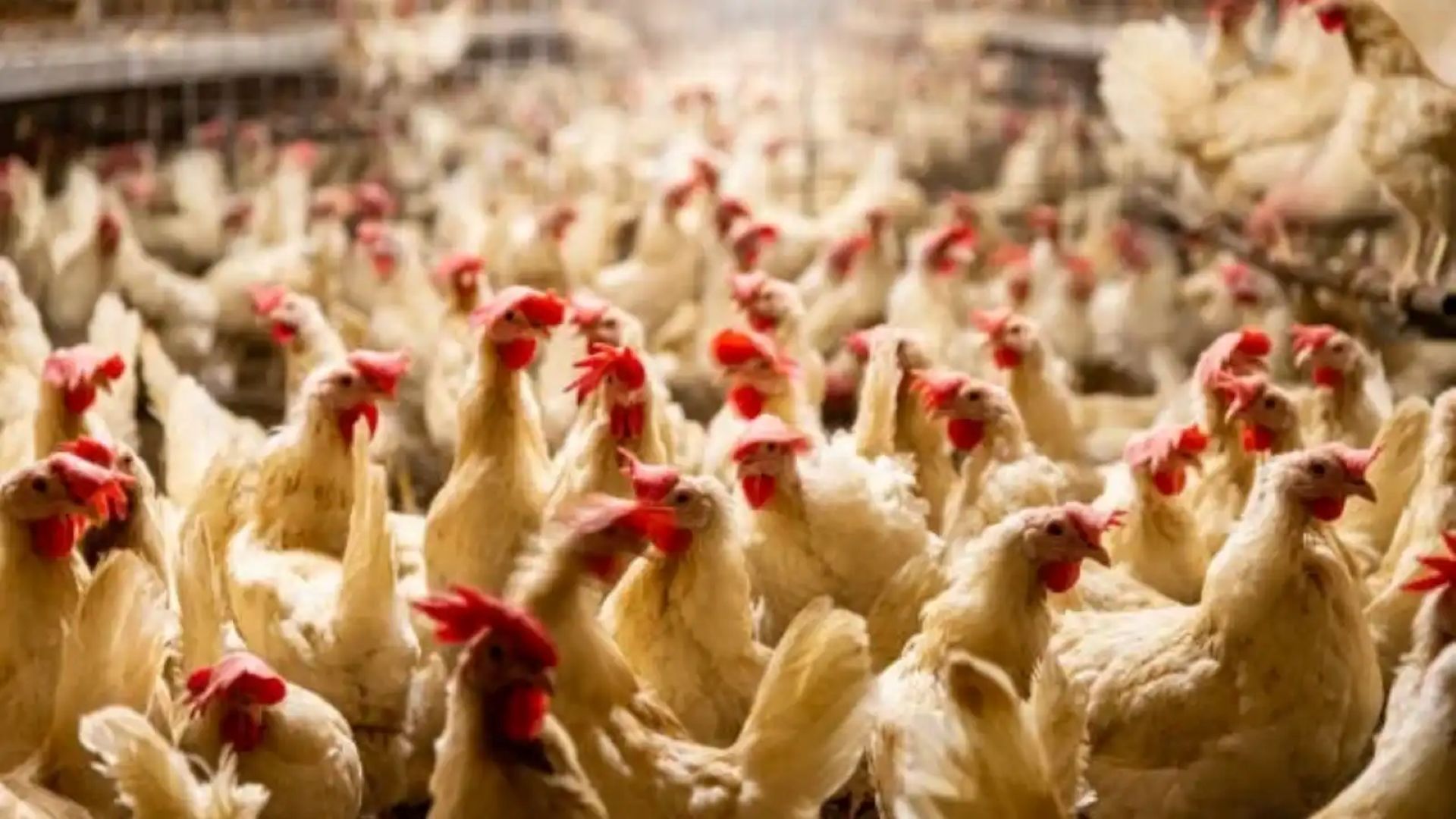 U.S. authorities cull one million chickens in largest bird flu outbreak